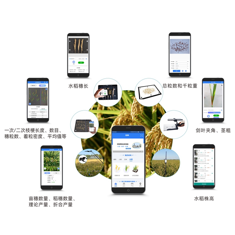 水稻表型检测系统